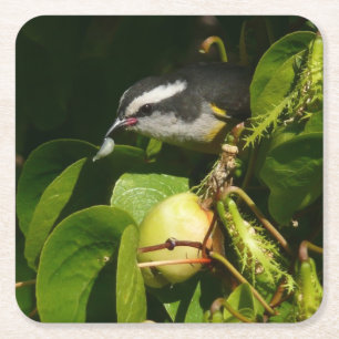 Dessous-de-verre Carré En Papier Bananaquit Bird Mange Photographie tropicale