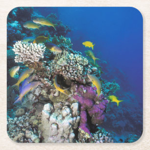 Dessous-de-verre Carré En Papier Banc de rougets autour d'un petit corail