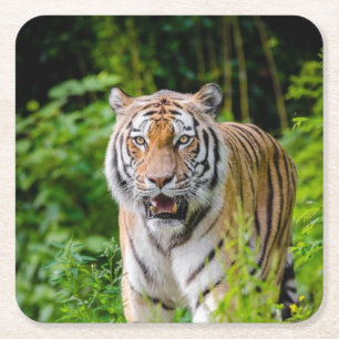 Dessous-de-verre Carré En Papier Beau Dessous de verre de tigre