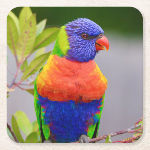Dessous-de-verre Carré En Papier Beau et coloré Rainbow Lorikeet Parrot