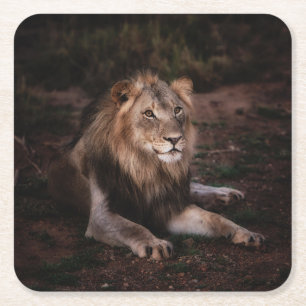 Dessous-de-verre Carré En Papier Beau Lion de repos dans la nature