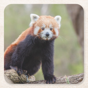 Dessous-de-verre Carré En Papier Beau Panda rouge sur une branche
