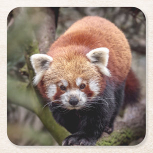 Dessous-de-verre Carré En Papier Beau Panda rouge sur une branche