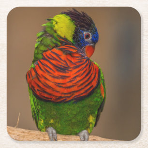 Dessous-de-verre Carré En Papier Beau perroquet coloré