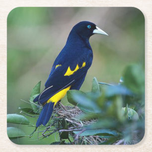 Dessous-de-verre Carré En Papier Bel Oiseau Bleu et Jaune