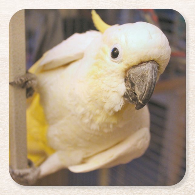 Dessous-de-verre Carré En Papier Bella boy (Devant)