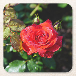 Dessous-de-verre Carré En Papier Belle Rose Rouge avec Gouttes d'Eau