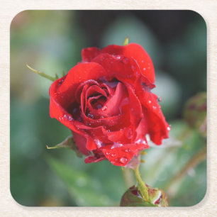Dessous-de-verre Carré En Papier Belle Rose Rouge avec Gouttes d'Eau