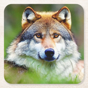Dessous-de-verre Carré En Papier Belle tête de loup Peinture