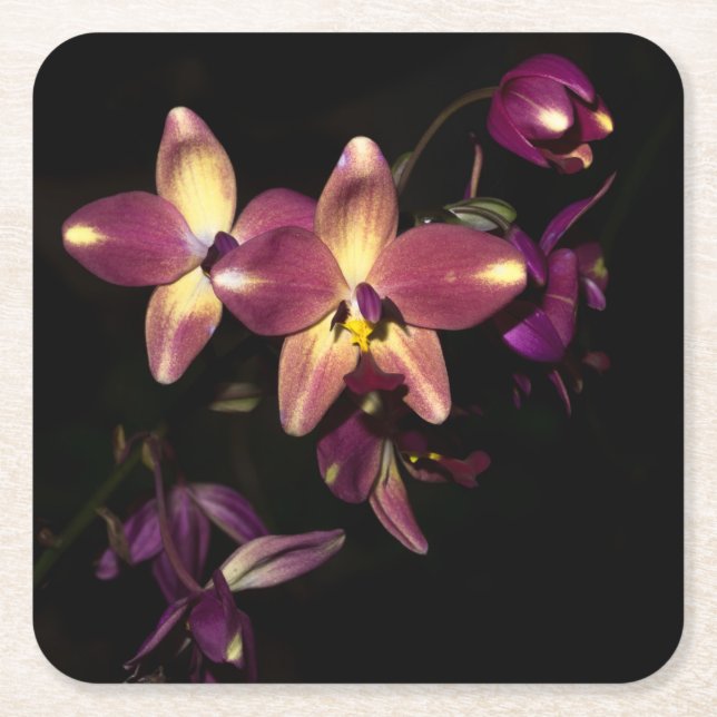 Dessous-de-verre Carré En Papier Belles Orchidées (Devant)