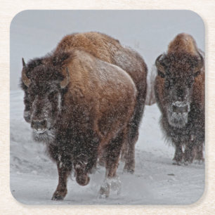 Dessous-de-verre Carré En Papier Bison de Yellowstone