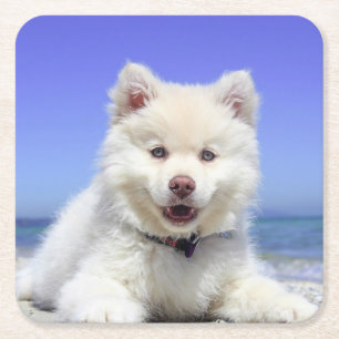 Dessous-de-verre Carré En Papier Blanc Lapphund Finlandais Puppy Cute