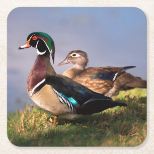 Dessous-de-verre Carré En Papier Bord de lac, Canard branchu