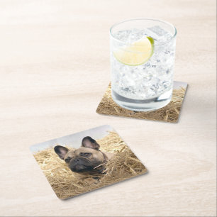 Dessous-de-verre Carré En Papier Bouledogue français dans la paille Bouledogue fran
