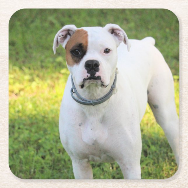 Dessous-de-verre Carré En Papier Boxer (Devant)