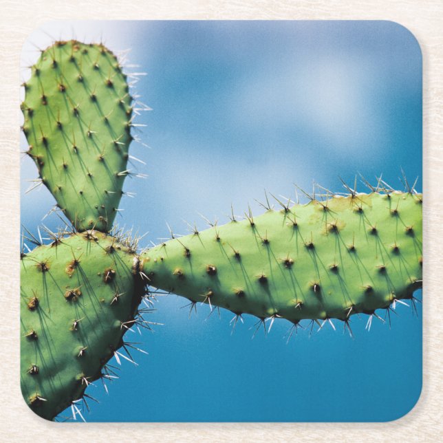 Dessous-de-verre Carré En Papier Cactus de Prickley (Devant)