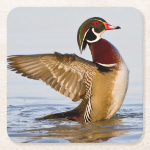 Dessous-de-verre Carré En Papier Canard branchu mâle battant des ailes dans une zon