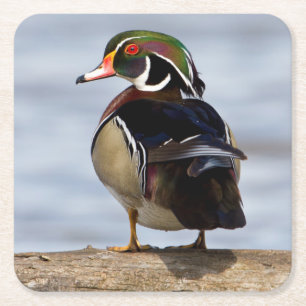 Dessous-de-verre Carré En Papier Canard branchu mâle sur une bûche dans une zone hu