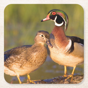 Dessous-de-verre Carré En Papier Canards en bois et femelle sur le marécage