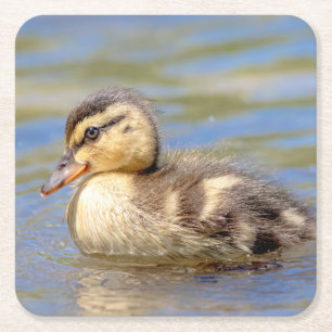 Dessous-de-verre Carré En Papier Caneton de Mallard