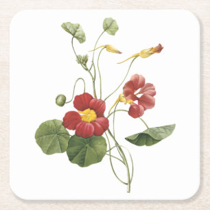 Dessous-de-verre Carré En Papier capucine (Tropaeolum majus) de Redouté