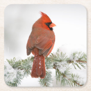 Dessous-de-verre Carré En Papier Cardinal du Nord mâle sur Cèdre de l'Atlas Bleu