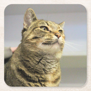 Dessous-de-verre Carré En Papier Cat