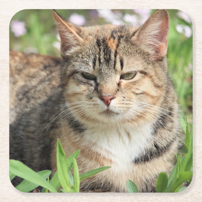 Dessous-de-verre Carré En Papier Cat (Devant)