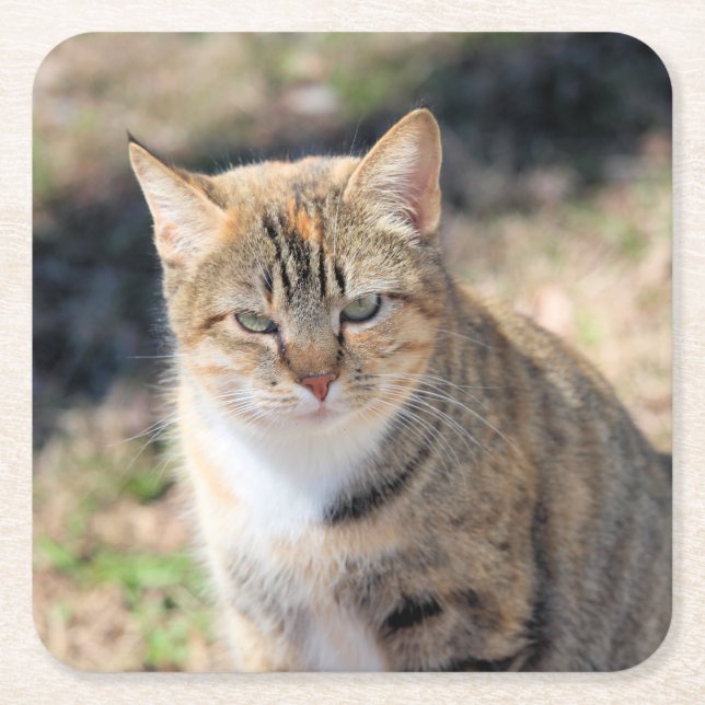 Dessous-de-verre Carré En Papier Cat (Devant)