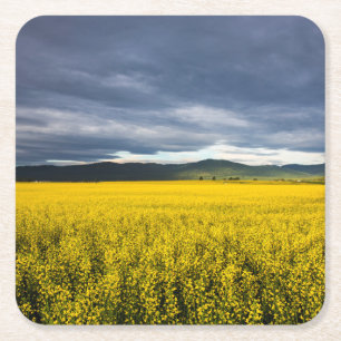 Dessous-de-verre Carré En Papier Champ de canola à la lumière du matin dans le Flat