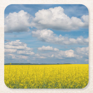 Dessous-de-verre Carré En Papier Champ de Canola & Nuages