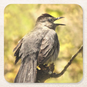 Dessous-de-verre Carré En Papier Chanter des Dessous de verre de catoiseaux gris