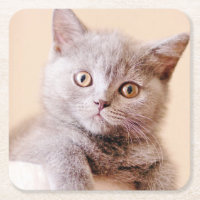 Chat britannique mignon de Shorthair