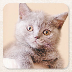 Dessous-de-verre Carré En Papier Chat britannique mignon de Shorthair
