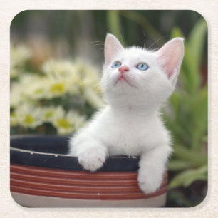Dessous-de-verre Carré En Papier Chaton blanc turc