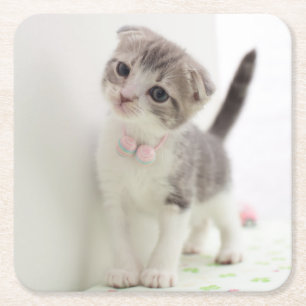 Dessous-de-verre Carré En Papier Chaton de pli d'écossais