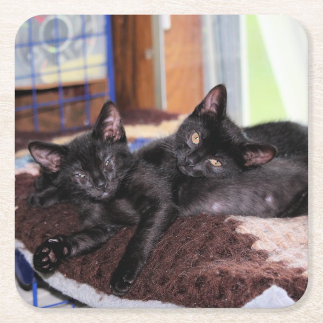 Dessous-de-verre Carré En Papier Chatons (Devant)