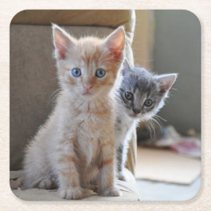 Dessous-de-verre Carré En Papier Chatons curieux