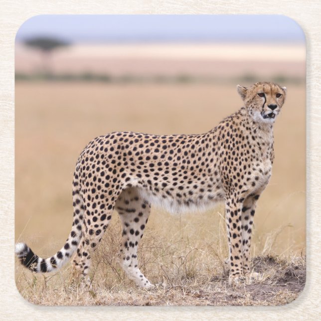 Dessous-de-verre Carré En Papier Cheetah (Devant)