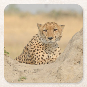 Dessous-de-verre Carré En Papier Cheetah Se Relaxant Sur Un Dessous de verre Termit