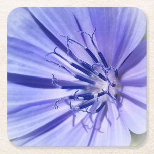 Dessous-de-verre Carré En Papier chicorée bleu pourpre