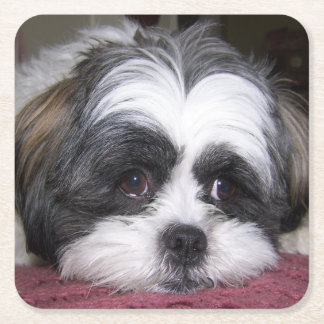 Dessous-de-verre Carré En Papier Chien de Shih Tzu