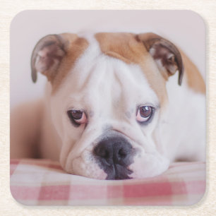 Dessous-de-verre Carré En Papier Chiot anglais timide de bouledogue