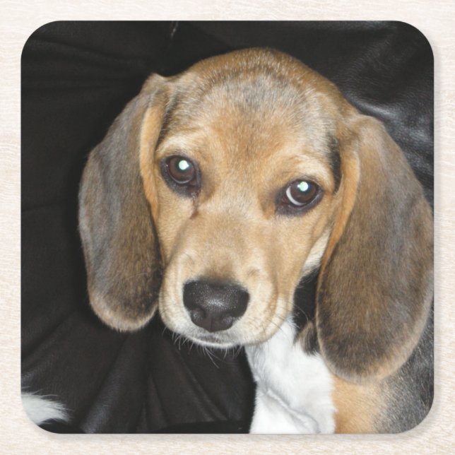 Dessous-de-verre Carré En Papier Chiot beagle 2 (Devant)