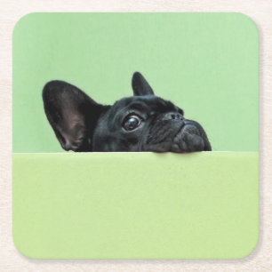 Dessous-de-verre Carré En Papier Chiot de bouledogue français scrutant au-dessus d