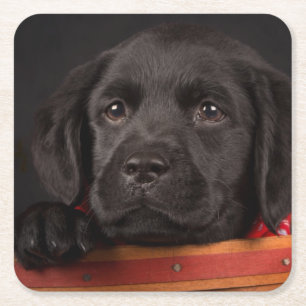 Dessous-de-verre Carré En Papier Chiot noir de labrador retriever dans un panier