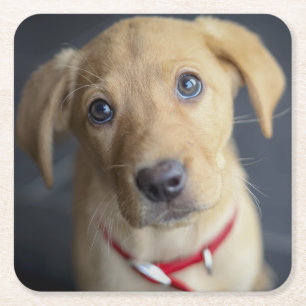Dessous-de-verre Carré En Papier Chiot rouge de Fox Labrador