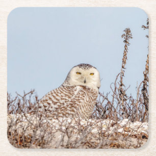 Dessous-de-verre Carré En Papier Chouette neige assise sur la plage
