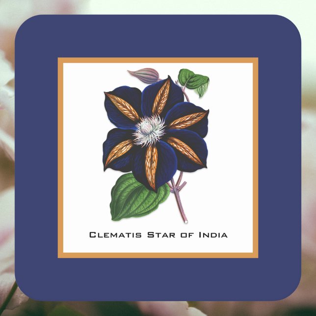 Dessous-de-verre Carré En Papier Clematis Star of India Illustration botanique (Créateur téléchargé)