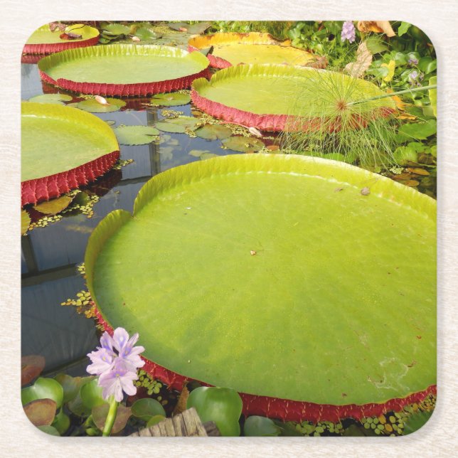 Dessous-de-verre Carré En Papier Coaster de Lily Pads (Devant)